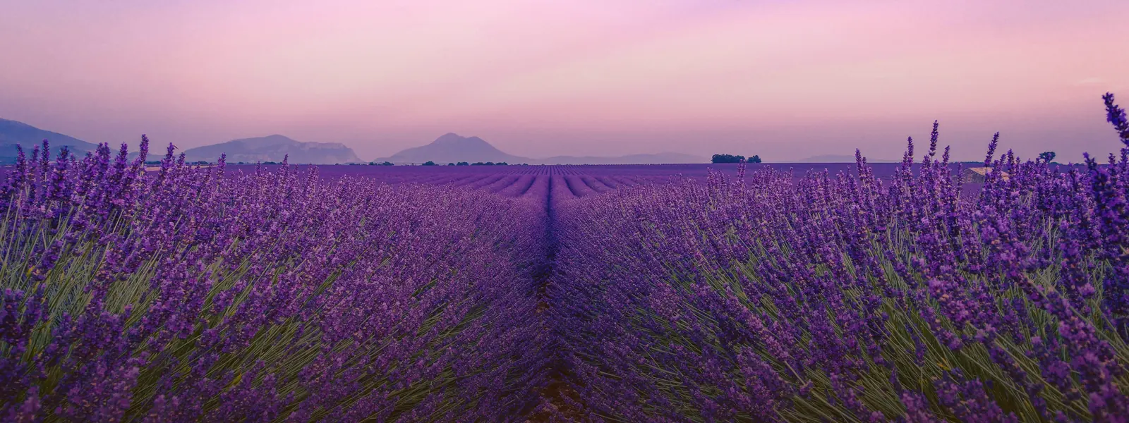 Rangées de lavande en fleur au crépuscule, ciel rose et montagnes au loin