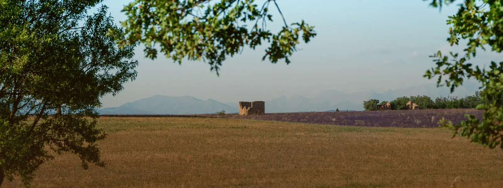 Champ fauché en lisière d'un bosquet, cabanon de pierre et montagnes à l'horizon